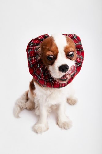 Royal Stewart fülvédő Kutyáknak