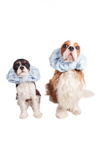 FOAMY BLUE dupla géz fülvédő Kutyáknak