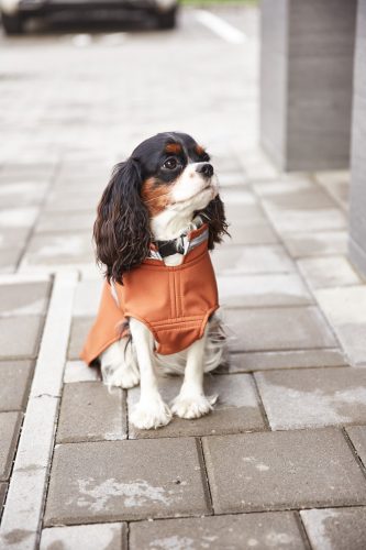 Taupe rain coat for dogs 