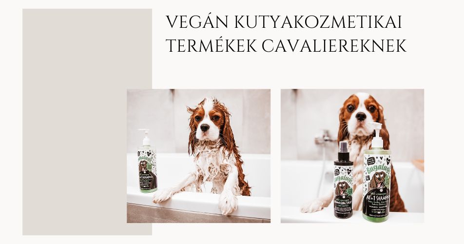 Legjobb kutyakozmetikai termékek Cavaliernek!